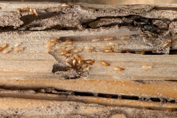 Best Residential Pest Control  in Lmar, DE